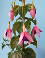 Fuchsia flor 1 (R)